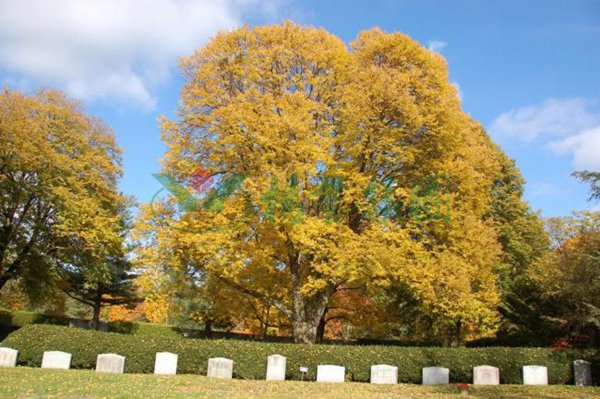 美高梅集团4688am(唯一)有限公司官网