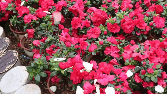 美高梅集团4688am(唯一)有限公司官网