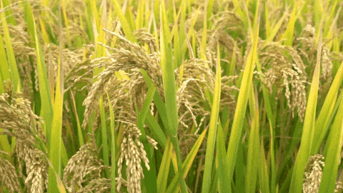 美高梅集团4688am(唯一)有限公司官网