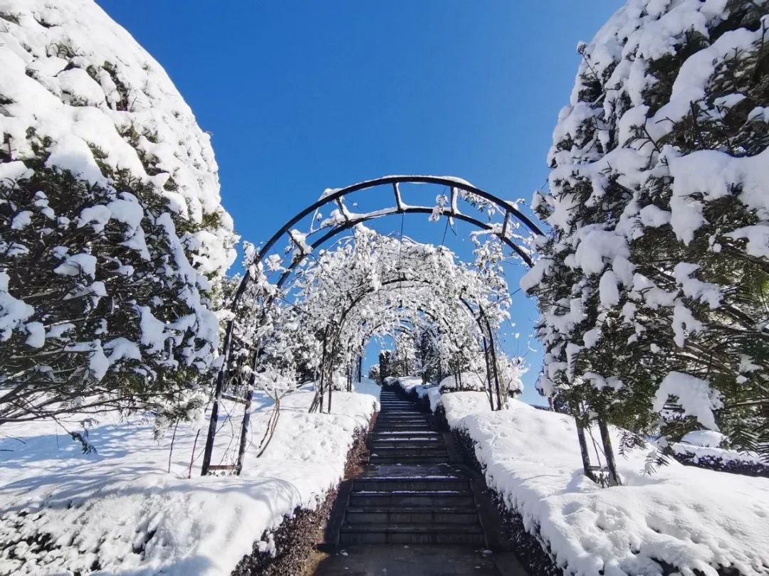 雪落玉龙，，，，，，，，三冬含暖。。。。。。