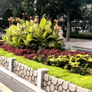 无机仿真石花箱：以永恒之名，，，，，，塑未来之境